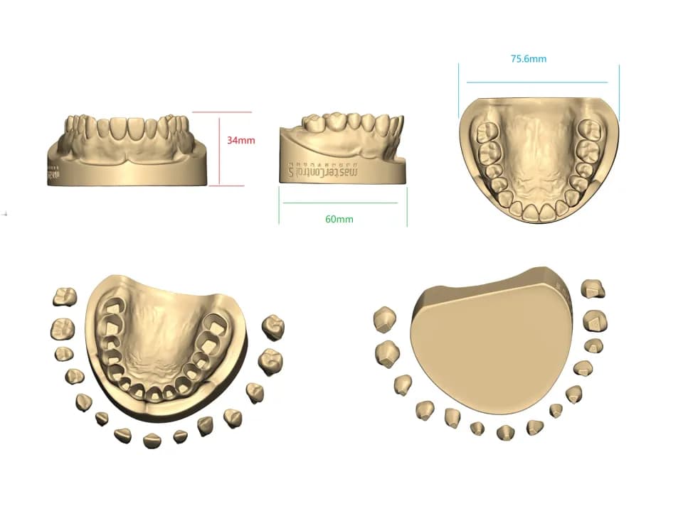 Dental model, Workshop photography