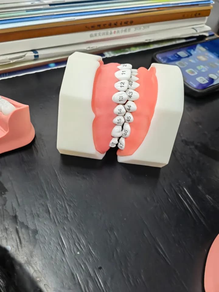 Dental model, Workshop photography